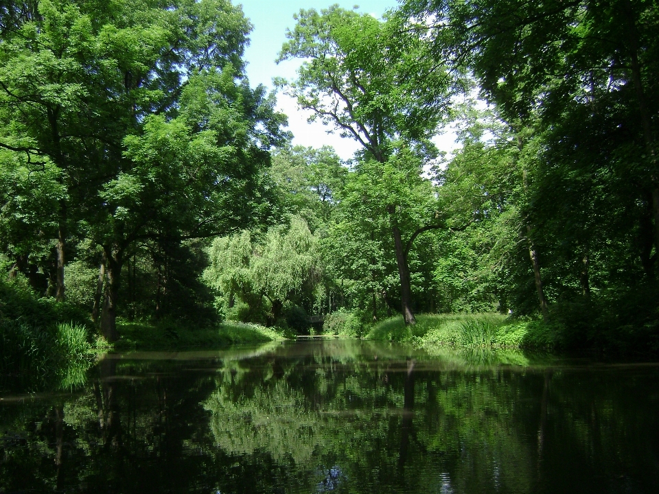 Tree water nature forest