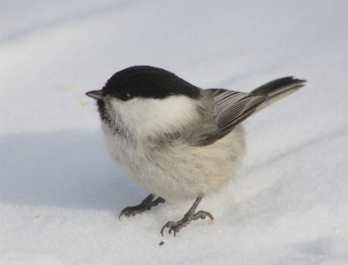 Natur zweig schnee winter Foto