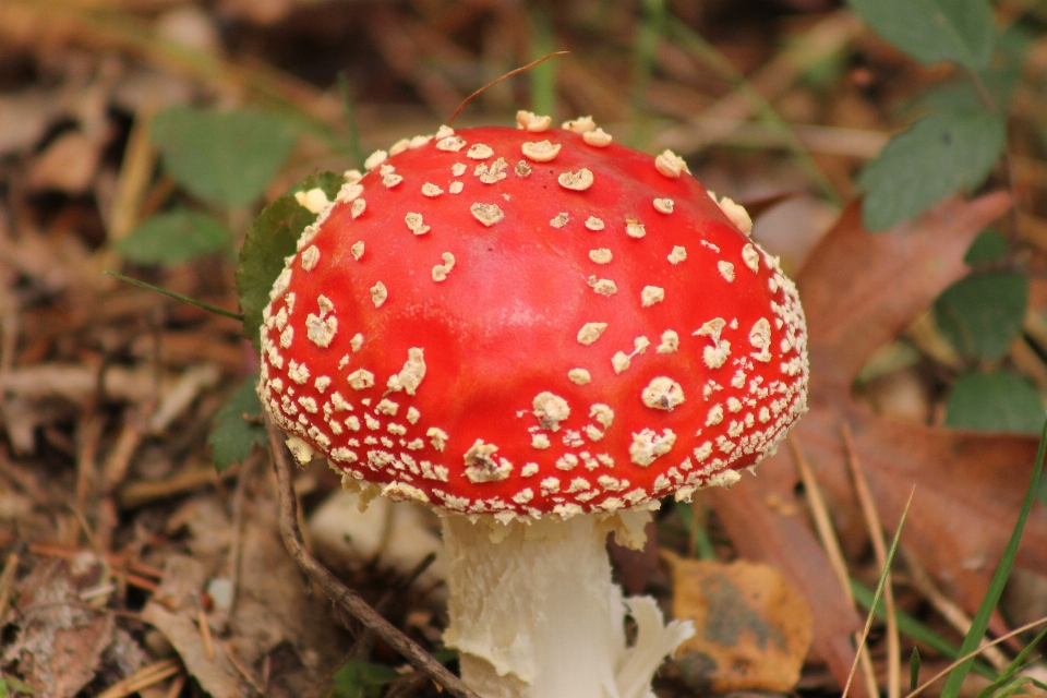 Flor vermelho outono botânica
