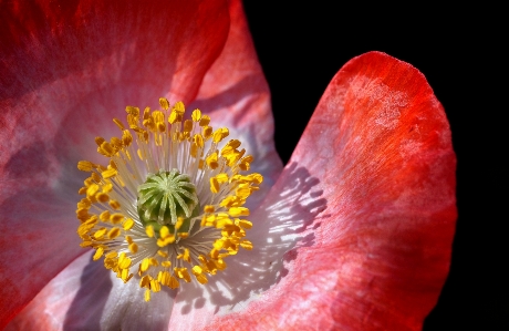 Blüte anlage blume blütenblatt Foto