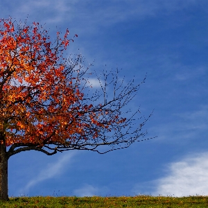 Tree nature grass branch Photo