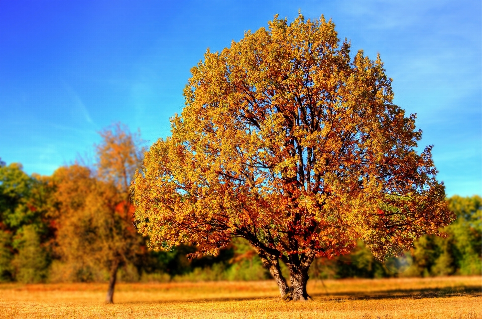 Tree plant leaf fall