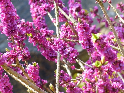 Nature branch blossom plant Photo