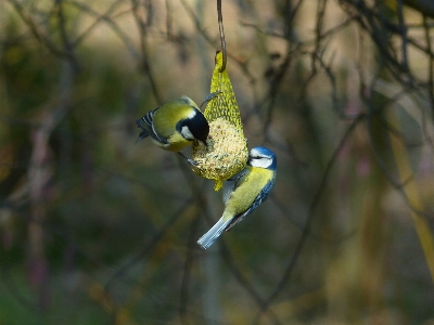 自然 ブランチ 冬 鳥 写真