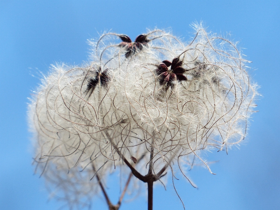 Baum natur zweig blüte