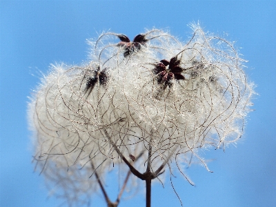 Tree nature branch blossom Photo