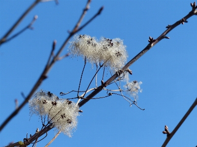 Tree nature branch blossom Photo