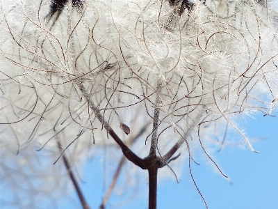 Tree branch winter plant Photo