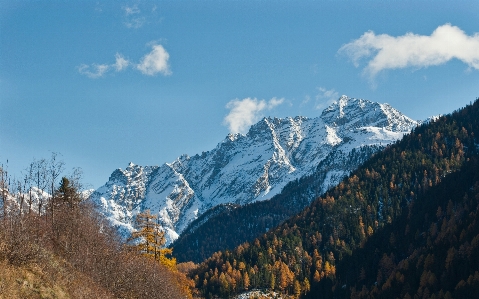 Landscape tree nature forest Photo