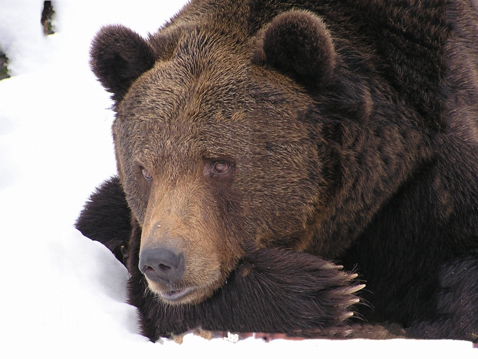 Natureza neve inverno animal