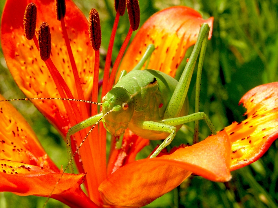 Natur anlage fotografie blatt