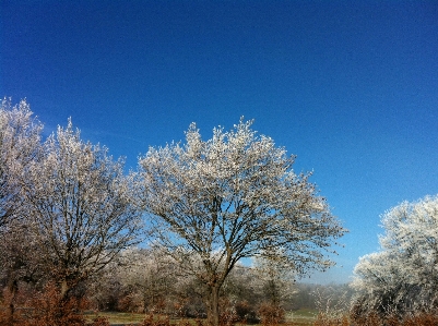 Tree nature branch blossom Photo