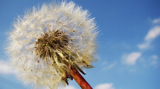 Nature grass branch winter Photo