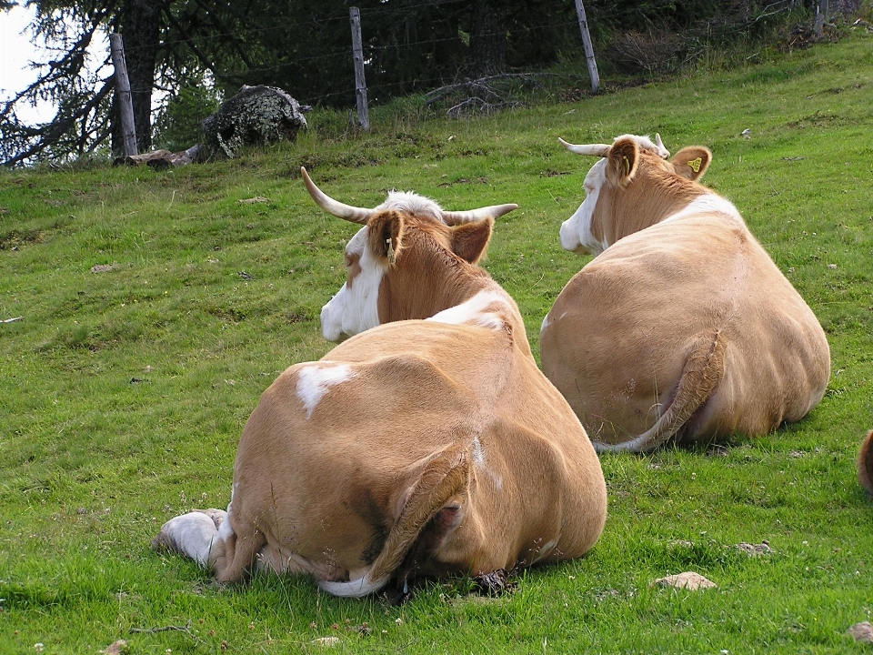 Grama fazenda prado
 animais selvagens