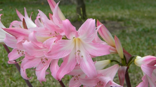 Foto Florecer planta flor pétalo