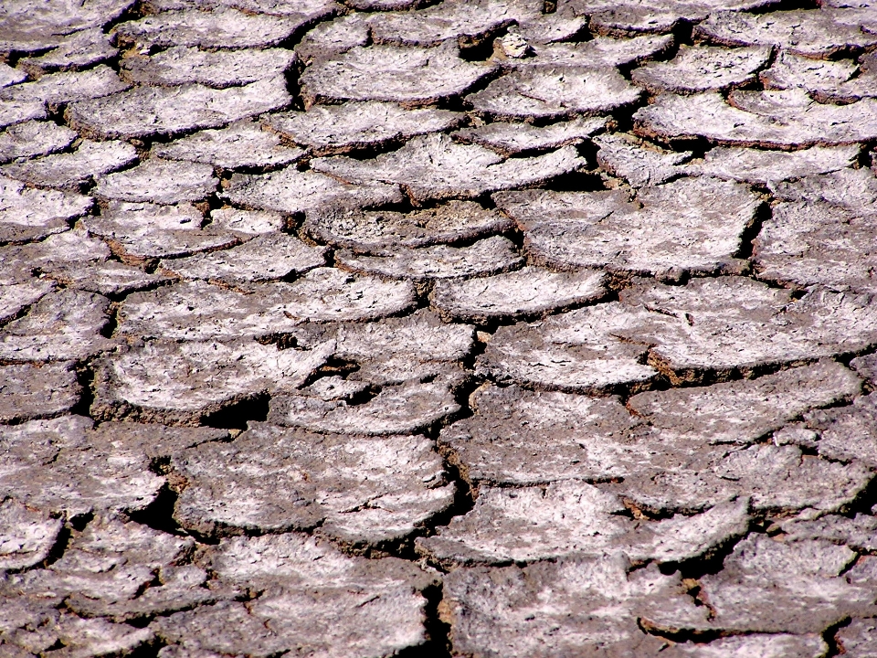 Drzewo rock oddział zakład