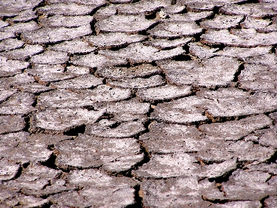 Ağaç rock dal bitki Fotoğraf