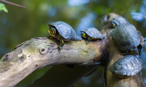 Foto Acqua natura ramo foglia