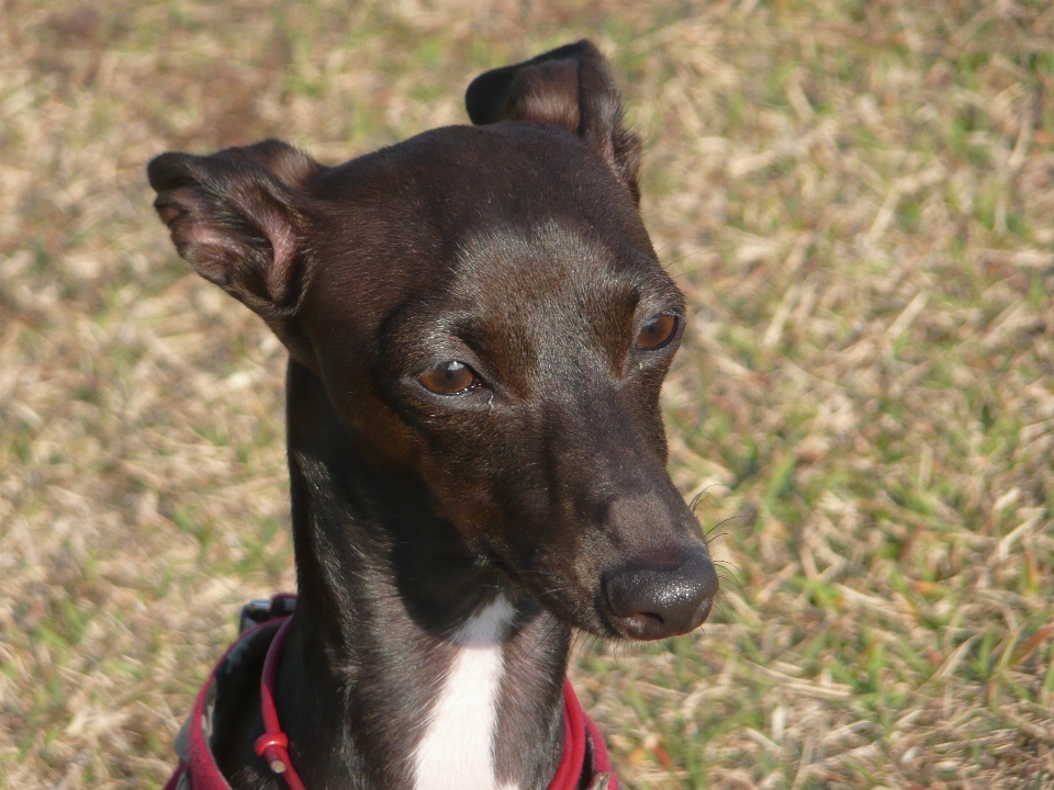 Natura cane canino
 animale domestico