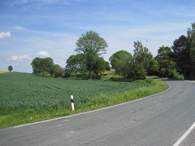 Tree grass road hill Photo