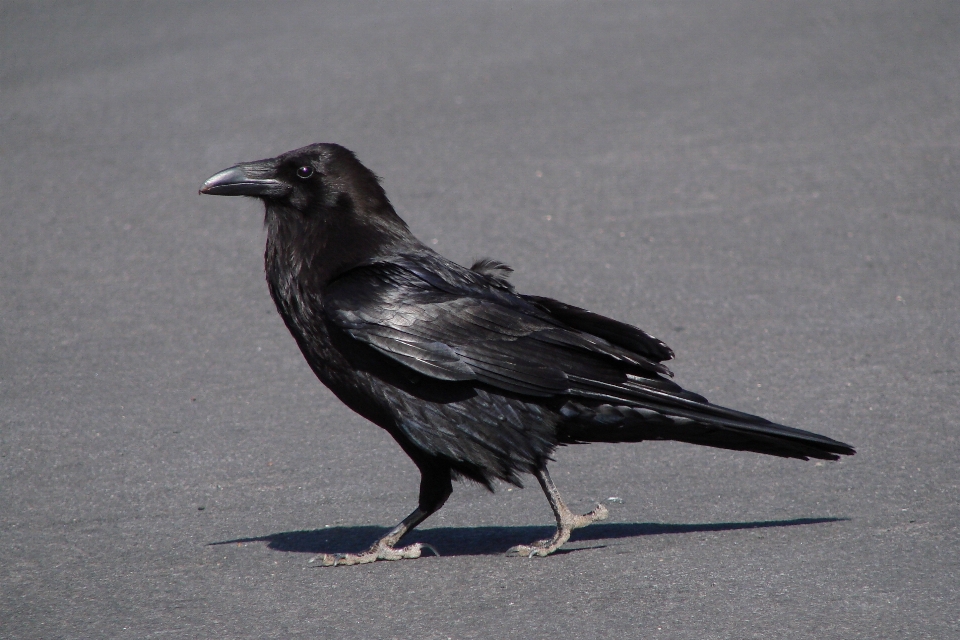 Oiseau aile voler le bec