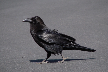 鳥 羽 飛ぶ 嘴 写真