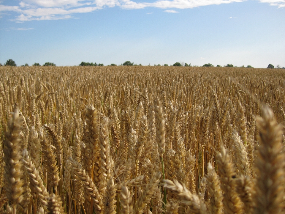 Plantar céu campo cevada