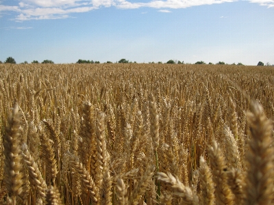 Plant sky field barley Photo