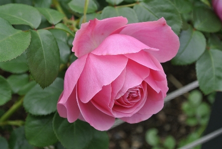 Foto Naturaleza planta flor pétalo