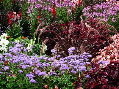 Grass blossom plant flower Photo