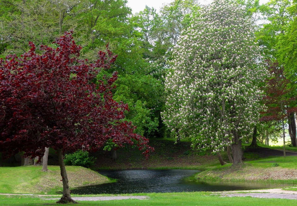 Paisagem árvore água natureza