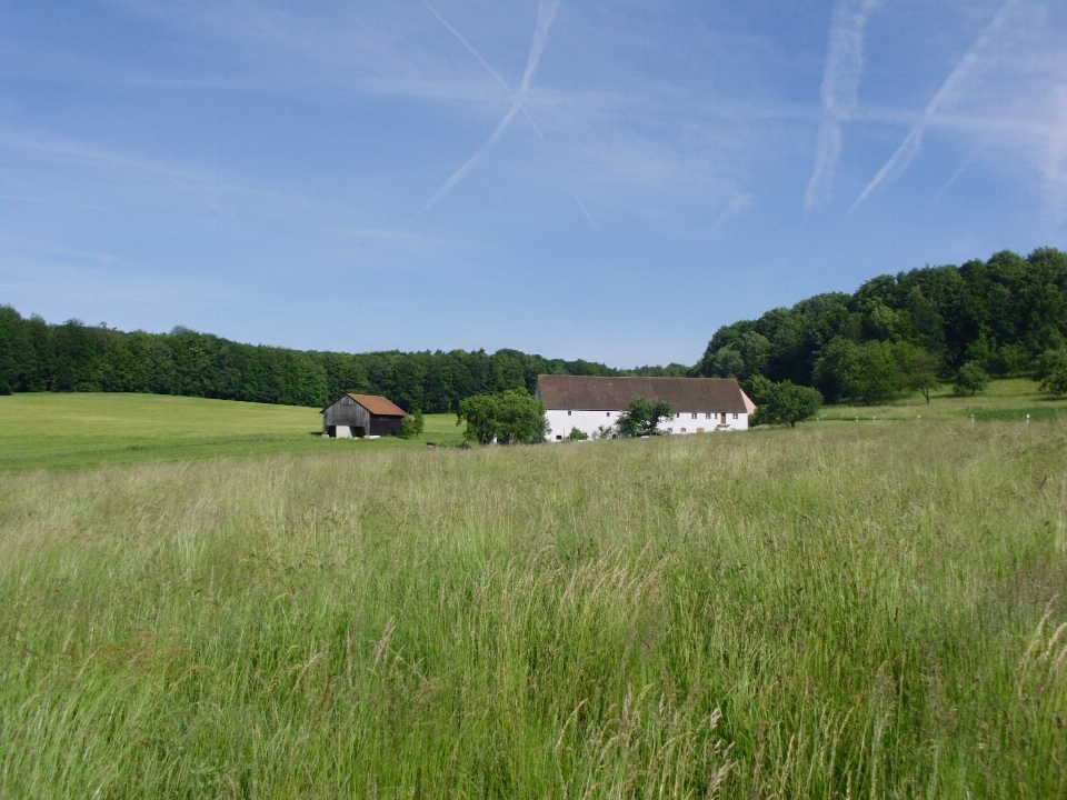 Paesaggio natura foresta erba