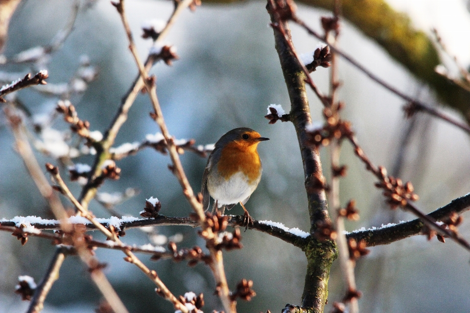 Nature branch blossom winter