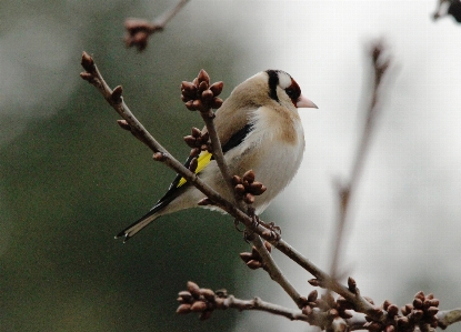 Nature branch blossom bird Photo