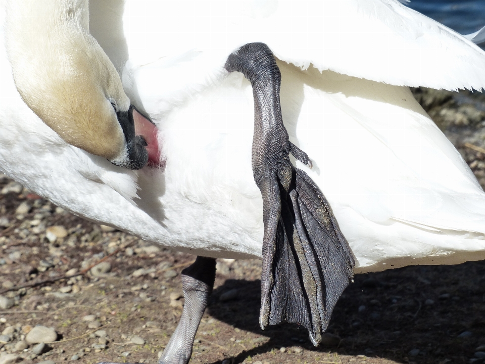 Vogel flügel weiss füße