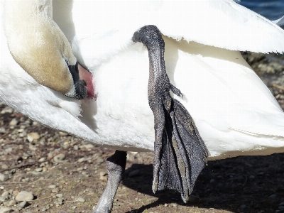 Bird wing white feet Photo