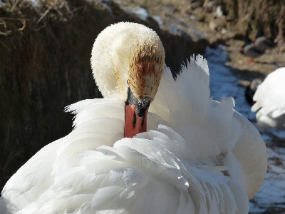 Water bird wing white Photo