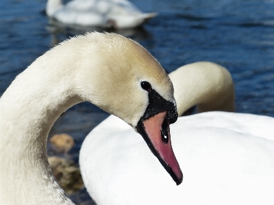 Water bird wing white Photo