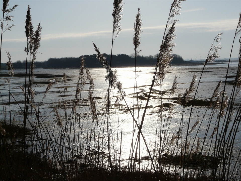 Mar árvore água natureza