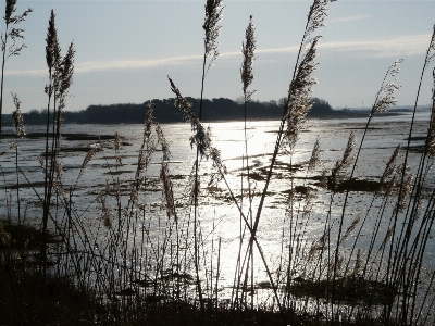 Sea tree water nature Photo