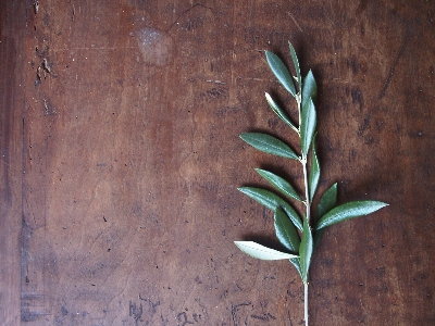 Tree branch plant wood Photo