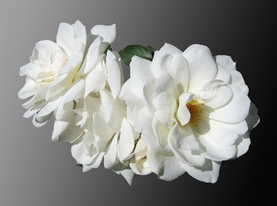 Blossom plant white flower Photo