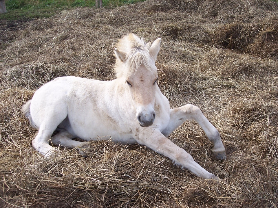 Selvaggio pascolo
 cavallo mammifero