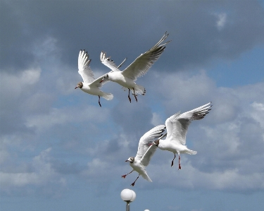 Nature bird wing sky Photo