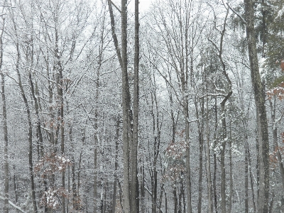 Tree nature forest wilderness Photo