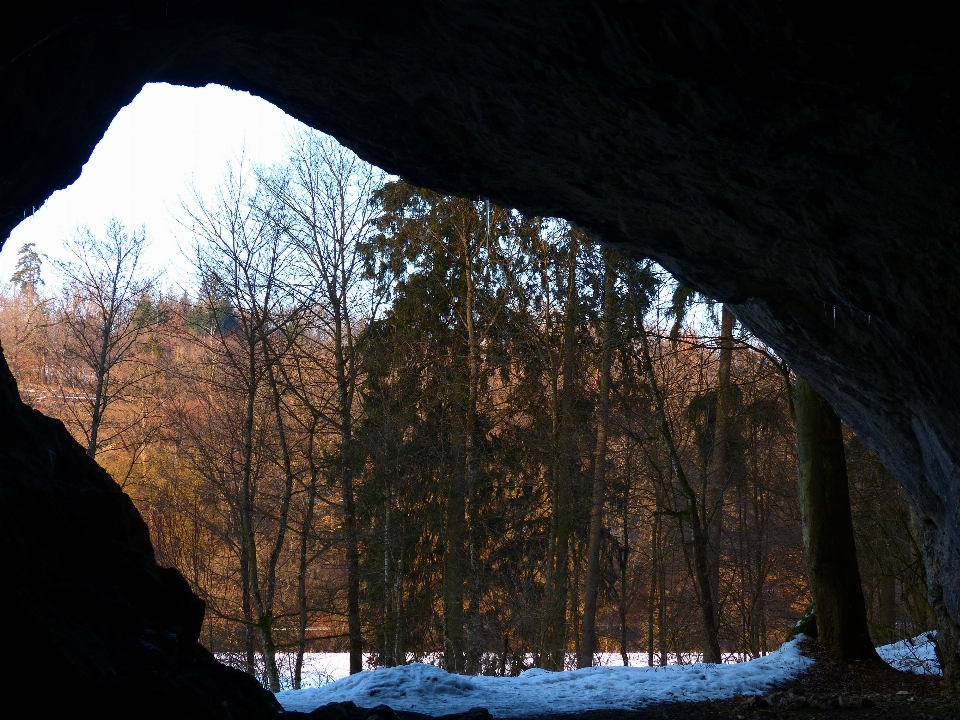 дерево природа лес rock