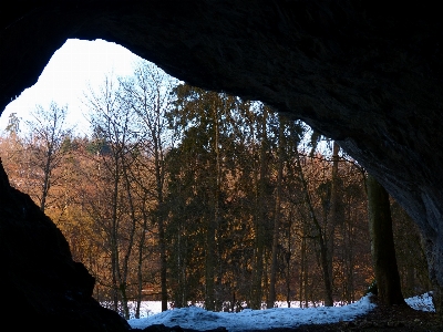 Foto árvore natureza floresta rock