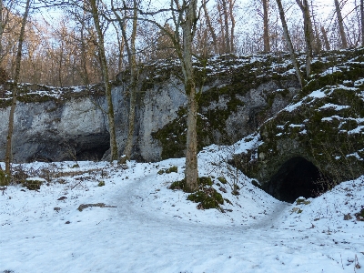 Photo Arbre forêt neige hiver