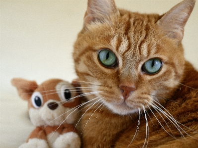 動物 子猫 猫 ネコ科の 写真