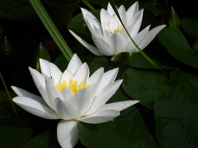 Blossom plant white leaf Photo